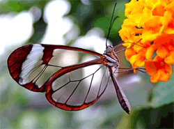 Memorial Service & Eulogy – The Clergy Network Provides Memorial & Funeral Service Officiators
